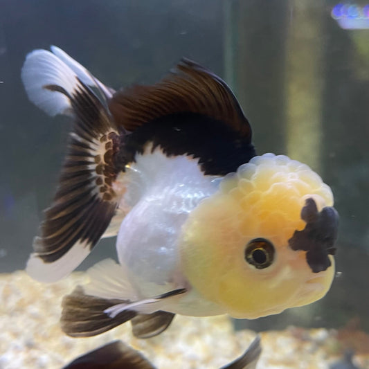 the-fish-farm Goldfish 9cm Oranda - Panda one only - 5 Panda Oranda - The Fish Farm Australia