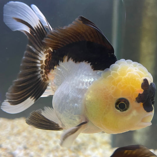 the-fish-farm Goldfish 9cm Oranda - Panda one only - 5 Panda Oranda - The Fish Farm Australia
