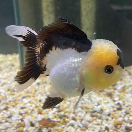 the-fish-farm Goldfish 9cm Oranda - Panda one only - 5 Panda Oranda - The Fish Farm Australia