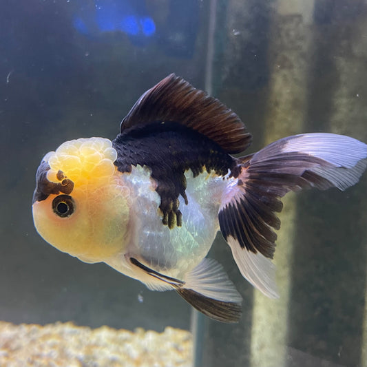 the-fish-farm Goldfish 9cm Oranda - Panda one only - 5 Panda Oranda - The Fish Farm Australia