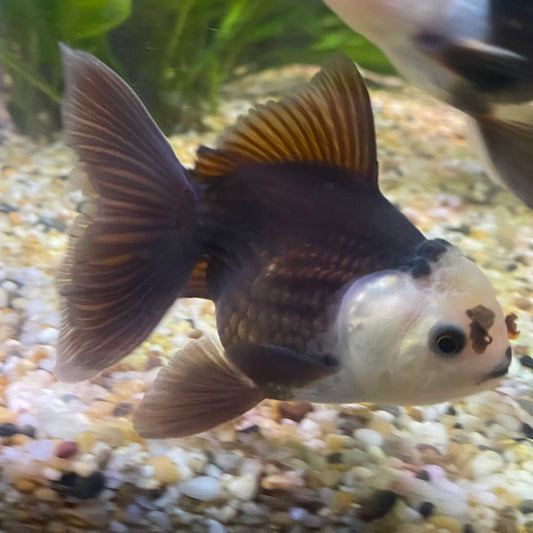the-fish-farm Goldfish 9cm Oranda - Panda one only - 5 Panda Oranda - The Fish Farm Australia