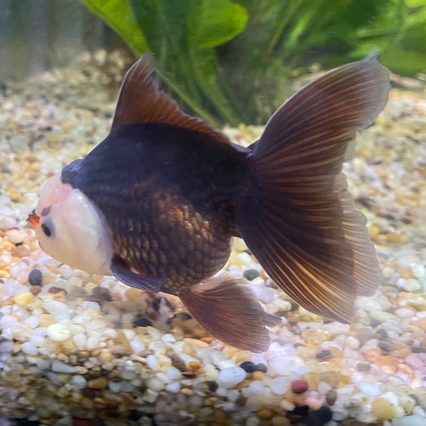 the-fish-farm Goldfish 9cm Oranda - Panda one only - 5 Panda Oranda - The Fish Farm Australia