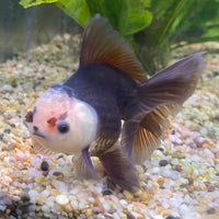 the-fish-farm Goldfish 9cm Oranda - Panda one only - 5 Panda Oranda - The Fish Farm Australia