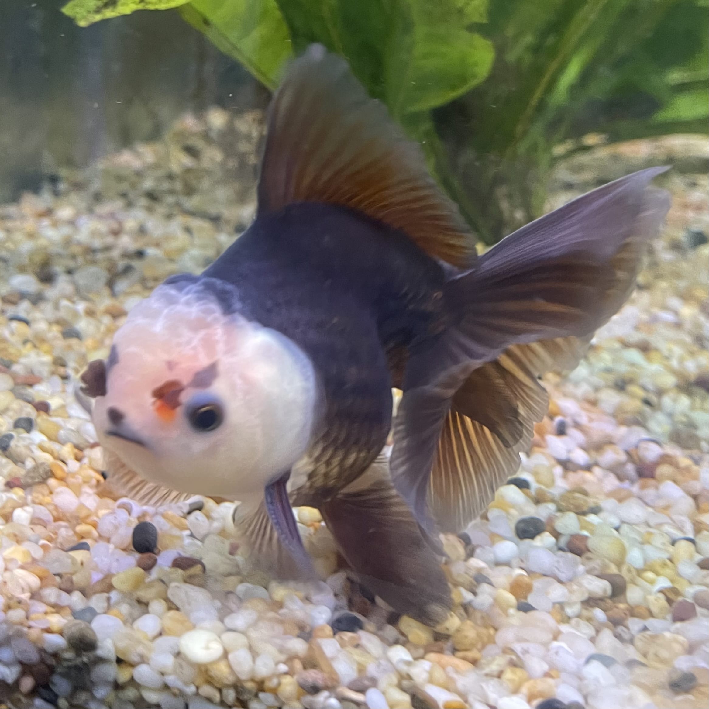 the-fish-farm Goldfish 9cm Oranda - Panda one only - 5 Panda Oranda - The Fish Farm Australia