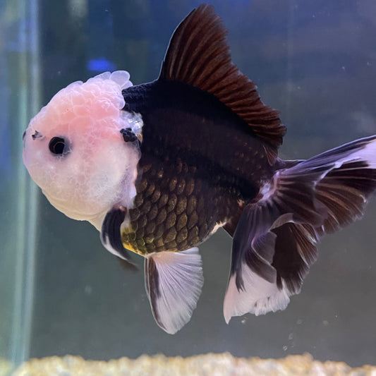 the-fish-farm Goldfish 9cm Oranda - Panda one only - 6 Panda Oranda - The Fish Farm Australia