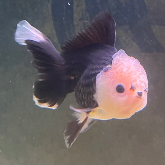 the-fish-farm Goldfish 9cm Oranda - Panda one only - 6 Panda Oranda - The Fish Farm Australia