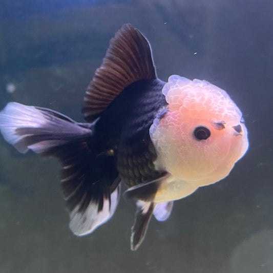 the-fish-farm Goldfish 9cm Oranda - Panda one only - 6 Panda Oranda - The Fish Farm Australia