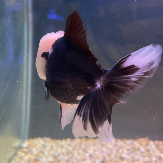 the-fish-farm Goldfish 9cm Oranda - Panda one only - 6 Panda Oranda - The Fish Farm Australia