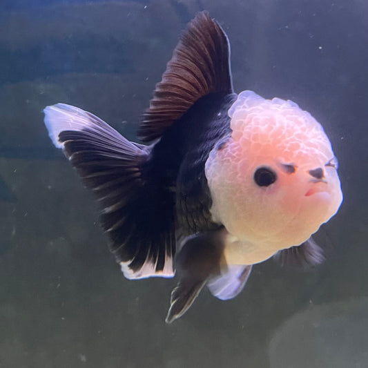 the-fish-farm Goldfish 9cm Oranda - Panda one only - 6 Panda Oranda - The Fish Farm Australia