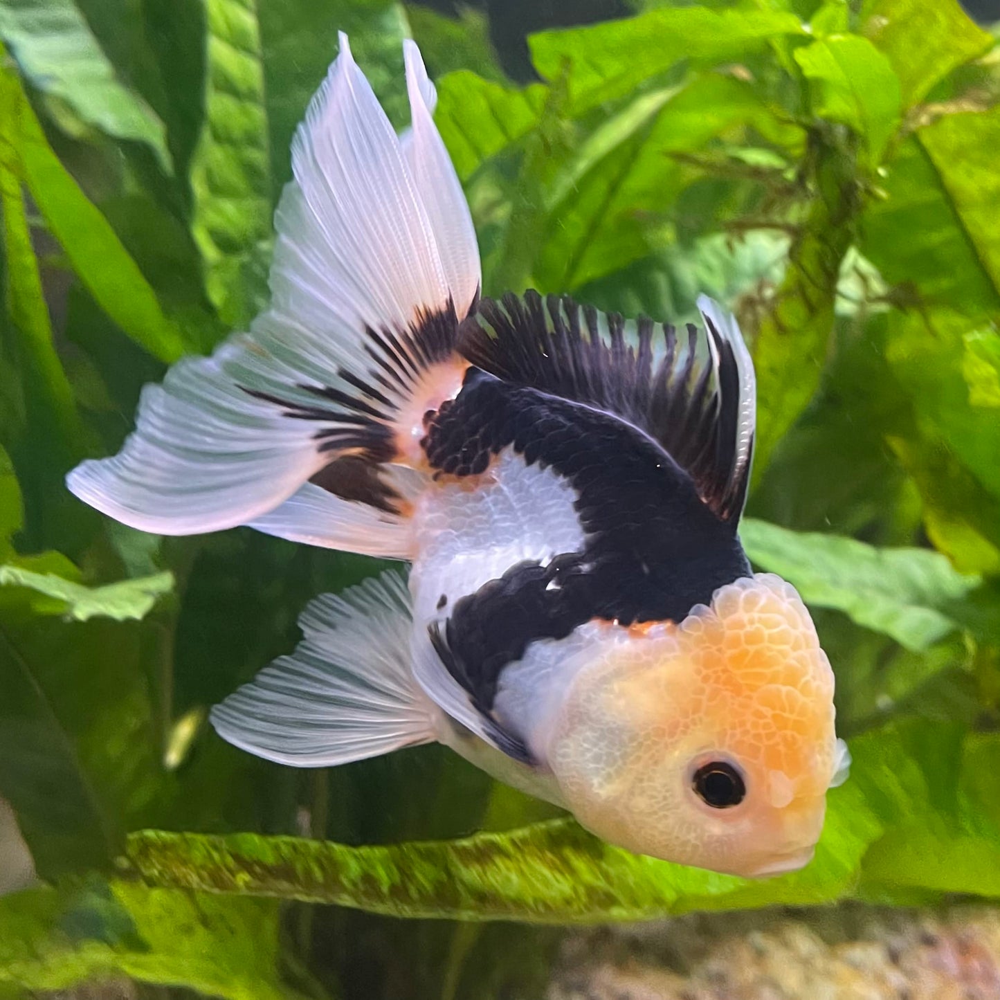 the-fish-farm Goldfish 9cm Oranda - Panda one only - 6 Panda Oranda - The Fish Farm Australia