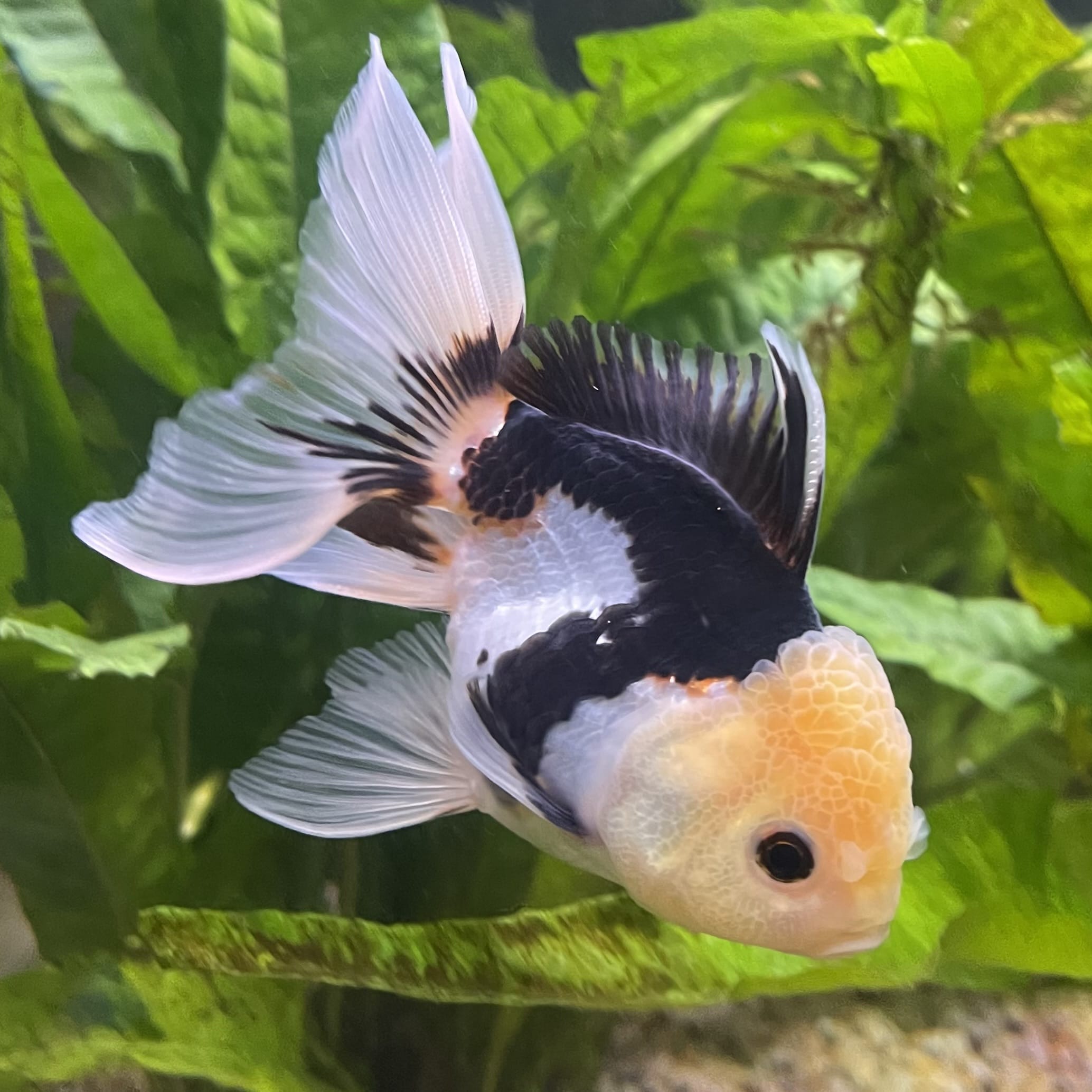 the-fish-farm Goldfish 9cm Oranda - Panda one only - 6 Panda Oranda - The Fish Farm Australia