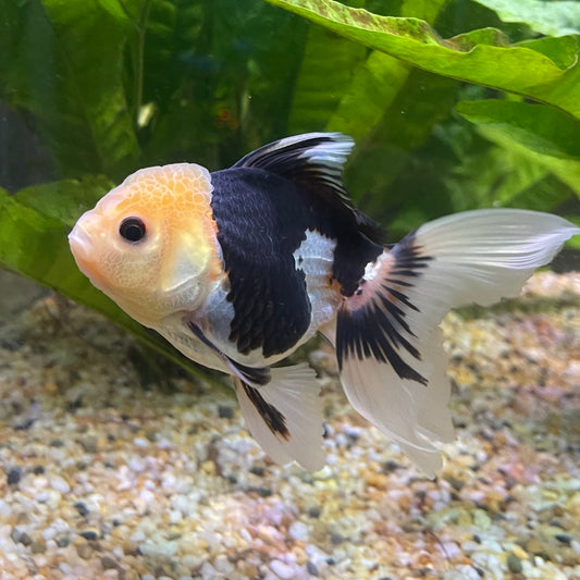 the-fish-farm Goldfish 9cm Oranda - Panda one only - 6 Panda Oranda - The Fish Farm Australia