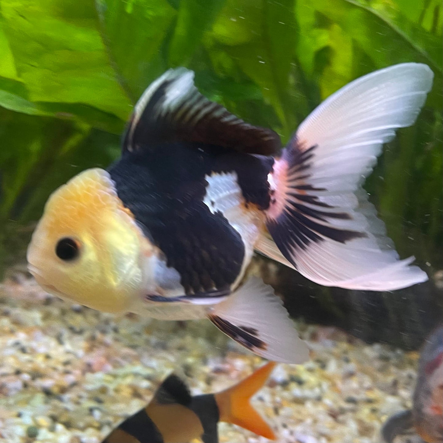 the-fish-farm Goldfish 9cm Oranda - Panda one only - 6 Panda Oranda - The Fish Farm Australia