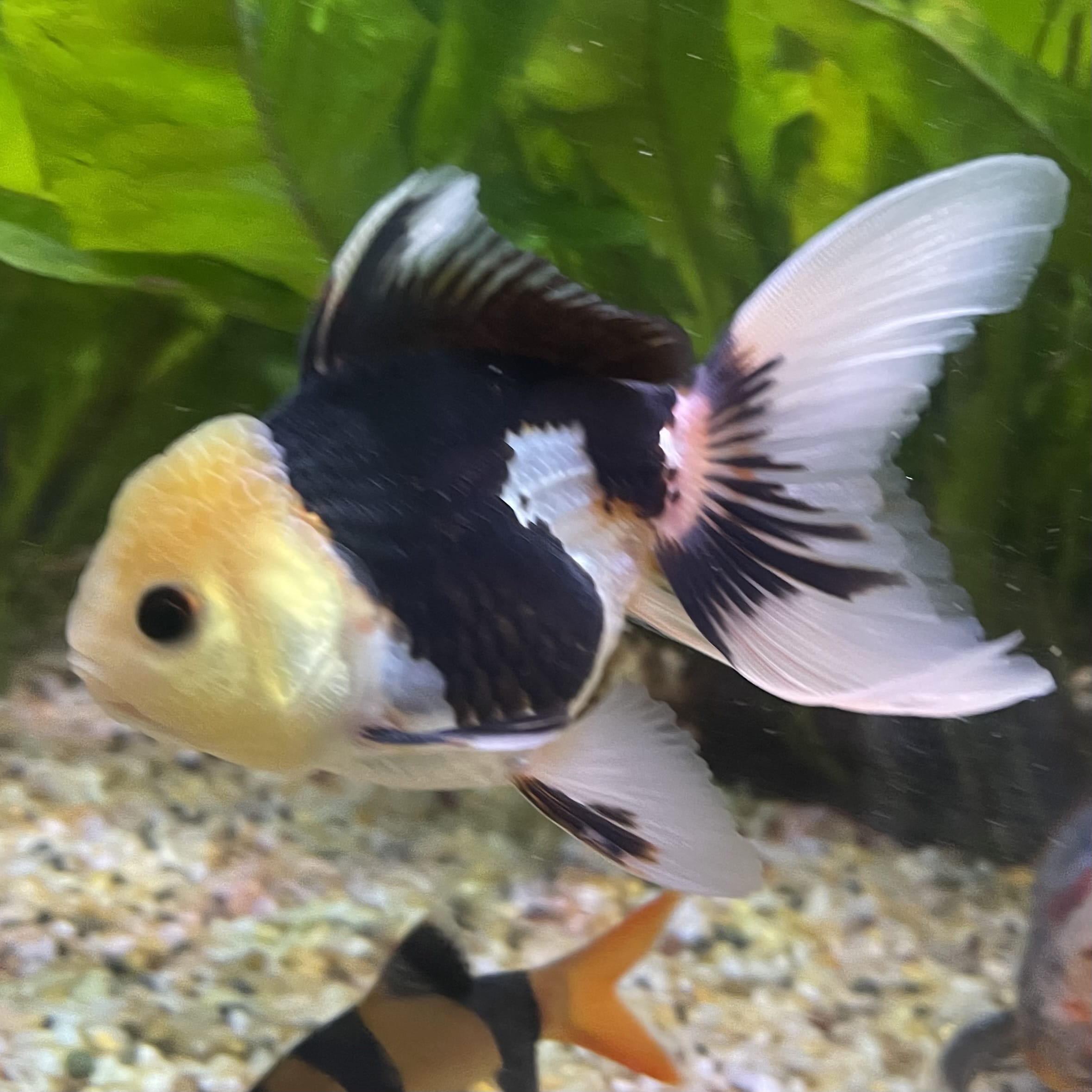 the-fish-farm Goldfish 9cm Oranda - Panda one only - 6 Panda Oranda - The Fish Farm Australia
