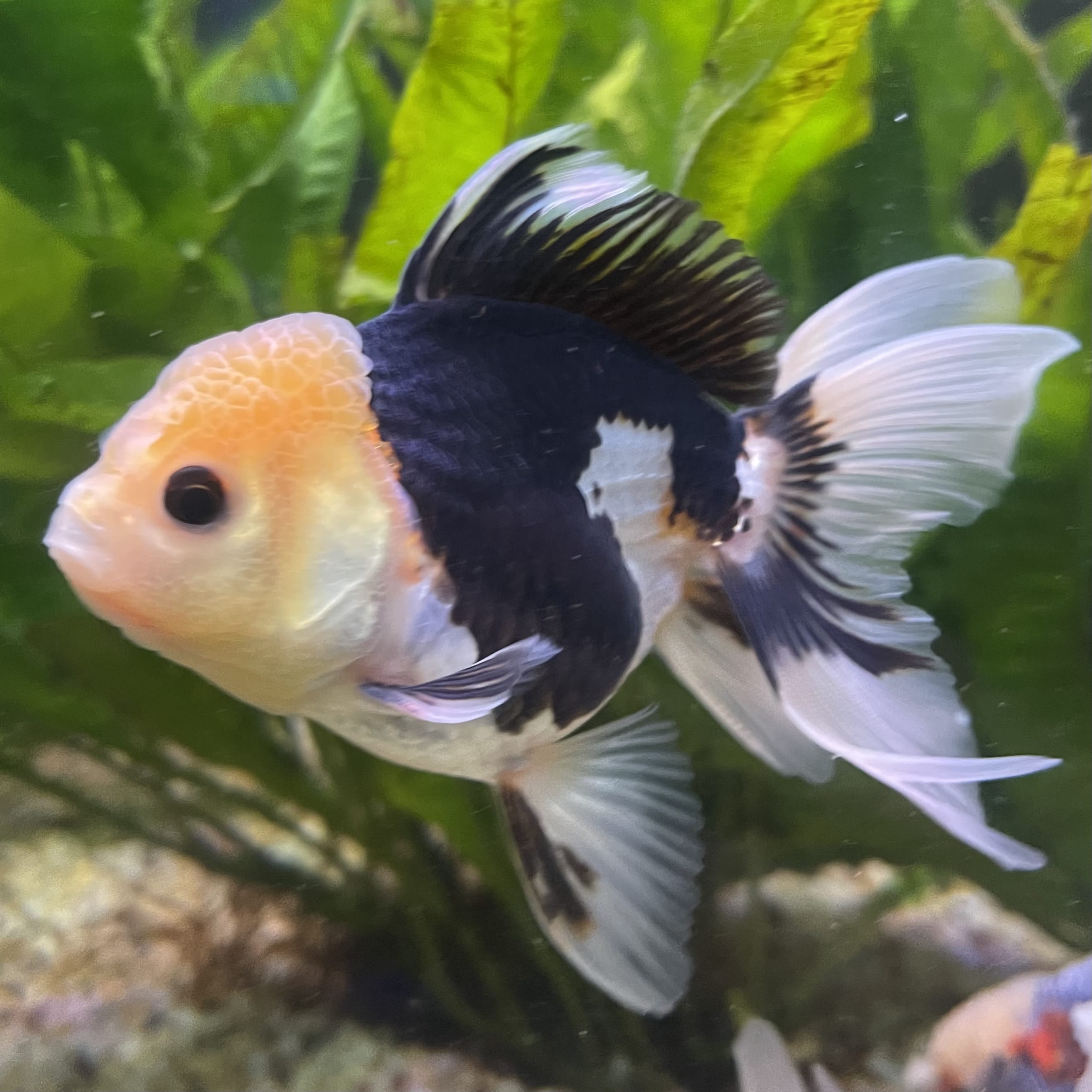 the-fish-farm Goldfish 9cm Oranda - Panda one only - 6 Panda Oranda - The Fish Farm Australia