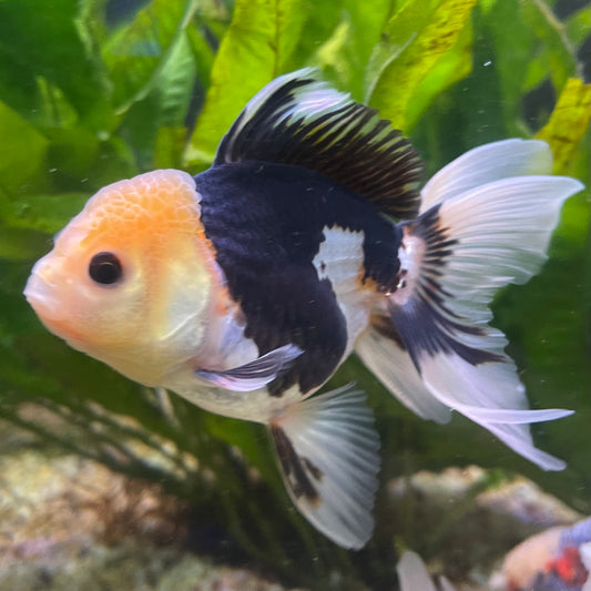 the-fish-farm Goldfish 9cm Oranda - Panda one only - 6 Panda Oranda - The Fish Farm Australia