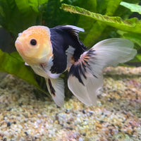 the-fish-farm Goldfish 9cm Oranda - Panda one only - 6 Panda Oranda - The Fish Farm Australia