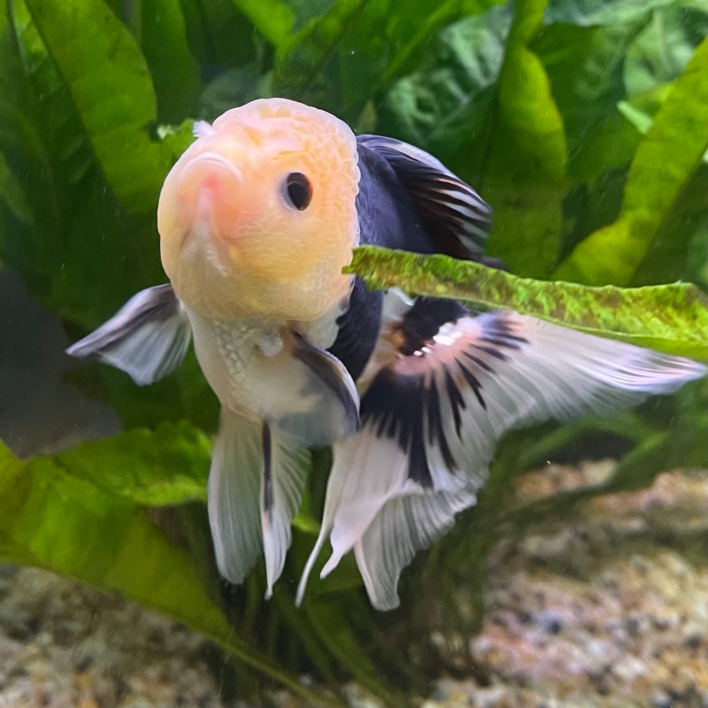 the-fish-farm Goldfish 9cm Oranda - Panda one only - 6 Panda Oranda - The Fish Farm Australia