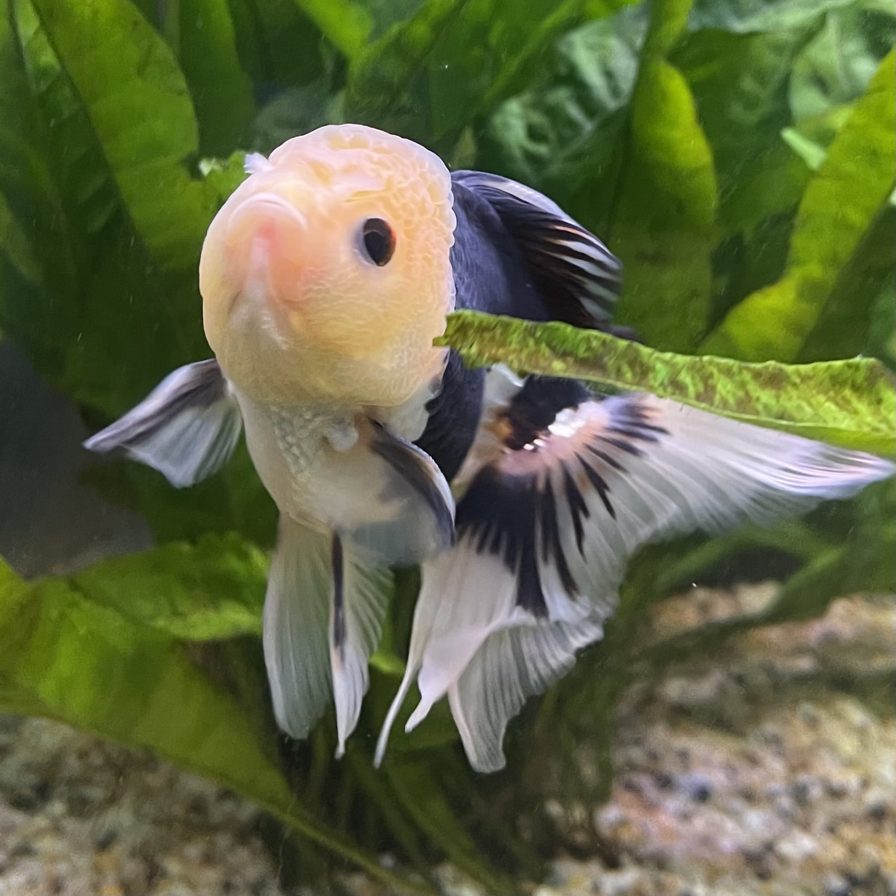 the-fish-farm Goldfish 9cm Oranda - Panda one only - 6 Panda Oranda - The Fish Farm Australia