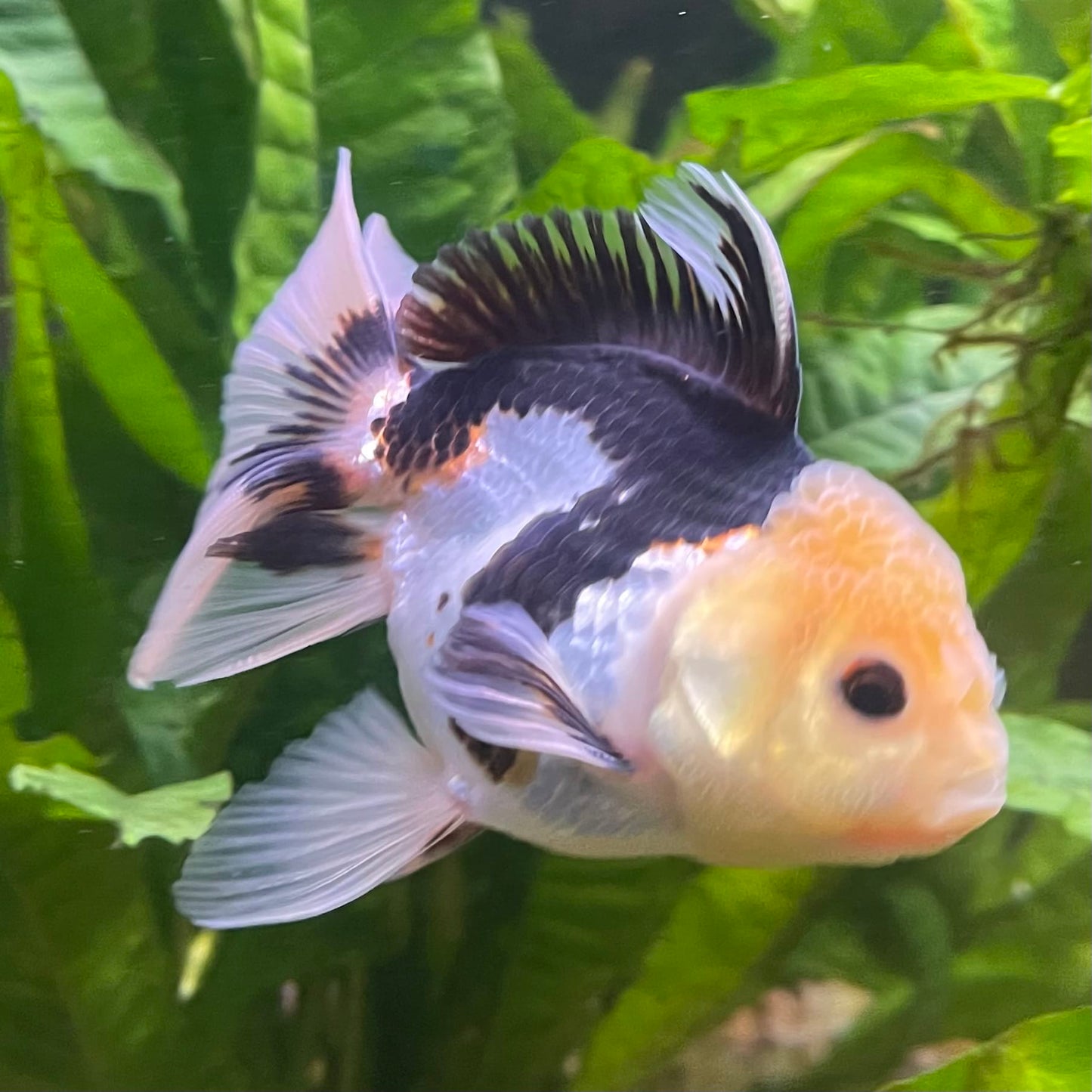 the-fish-farm Goldfish 9cm Oranda - Panda one only - 6 Panda Oranda - The Fish Farm Australia