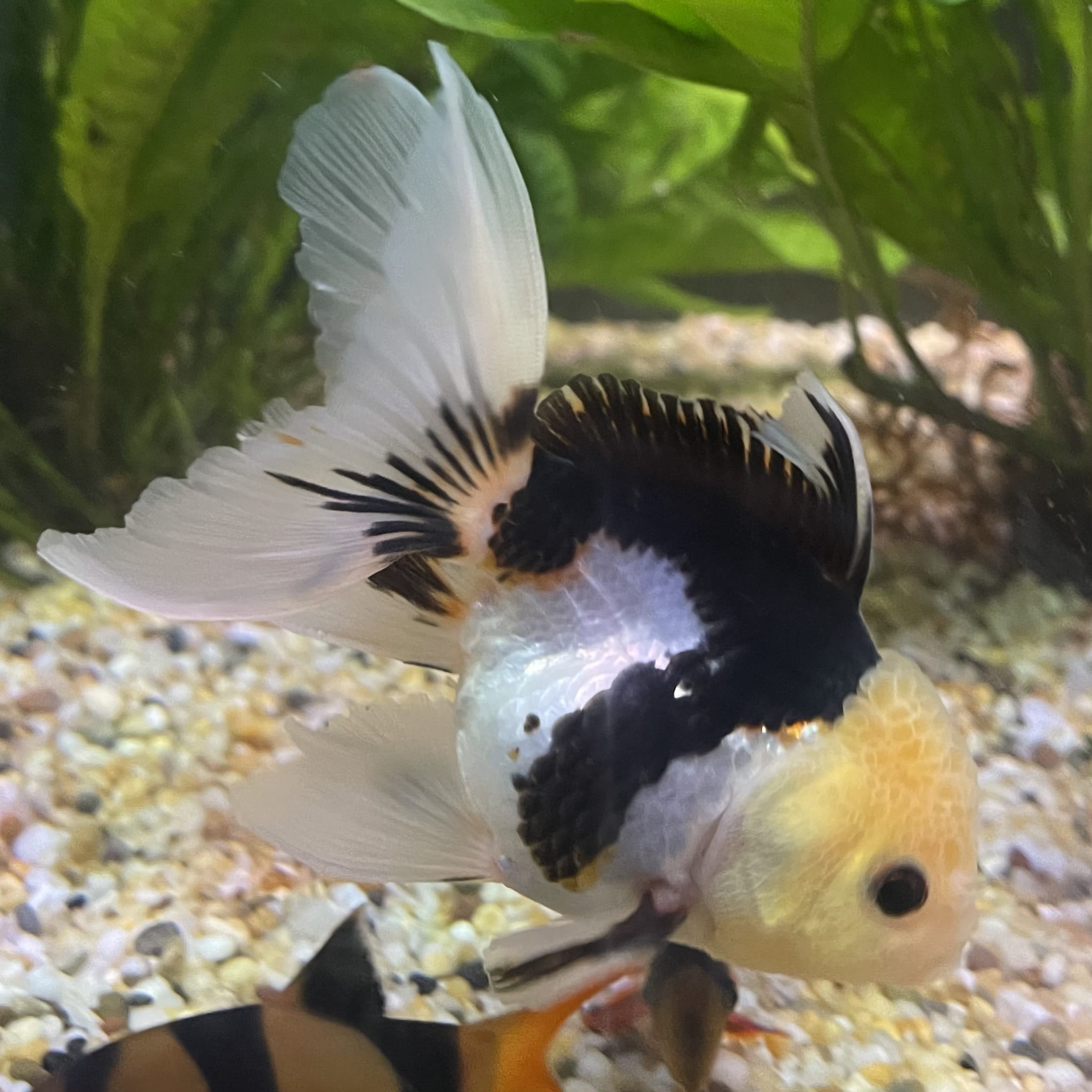 the-fish-farm Goldfish 9cm Oranda - Panda one only - 6 Panda Oranda - The Fish Farm Australia