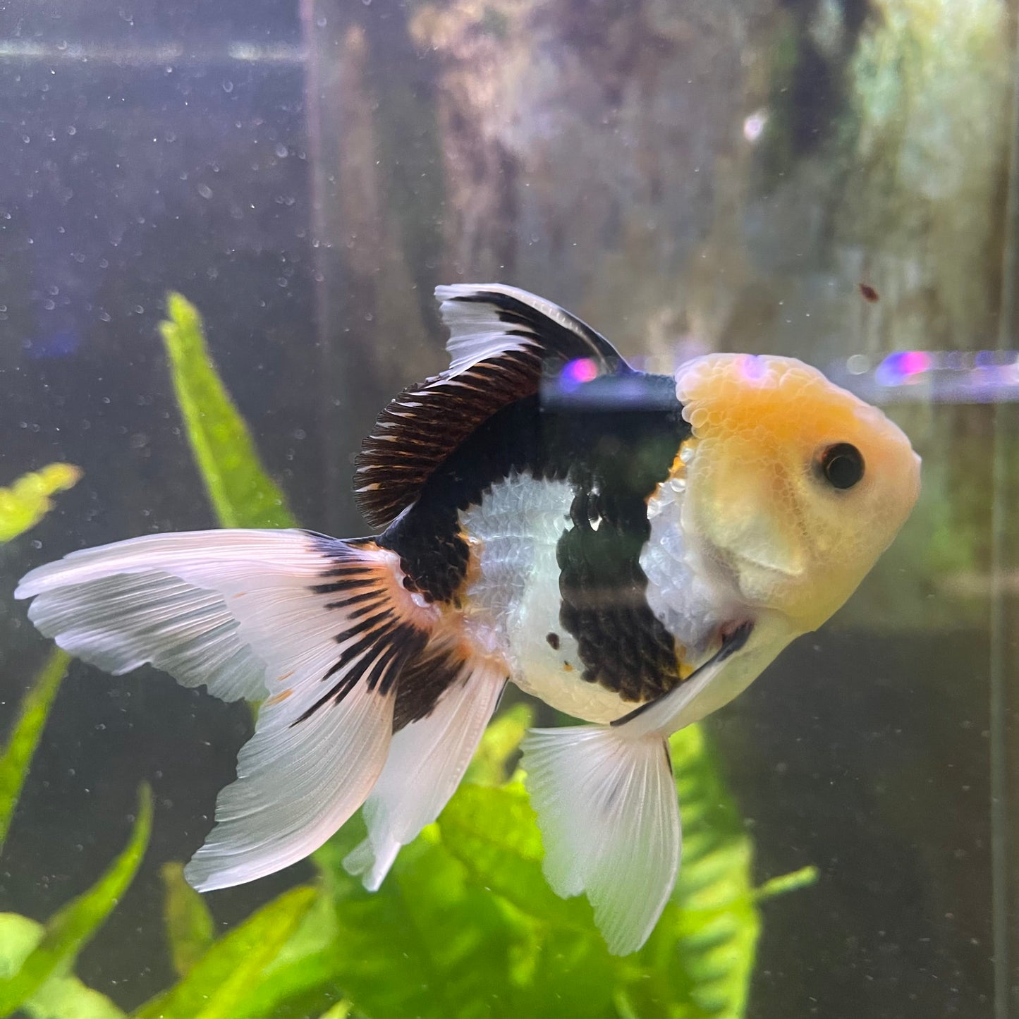 the-fish-farm Goldfish 9cm Oranda - Panda one only - 6 Panda Oranda - The Fish Farm Australia