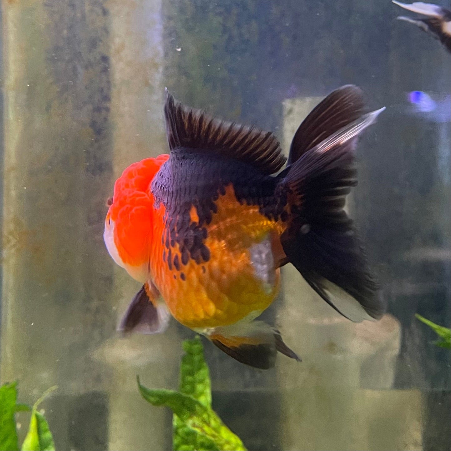 the-fish-farm Goldfish 9cm Oranda - Tri Colour One Only-1 Tri Colour Oranda - The Fish Farm Australia