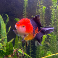 the-fish-farm Goldfish 9cm Oranda - Tri Colour One Only-1 Tri Colour Oranda - The Fish Farm Australia