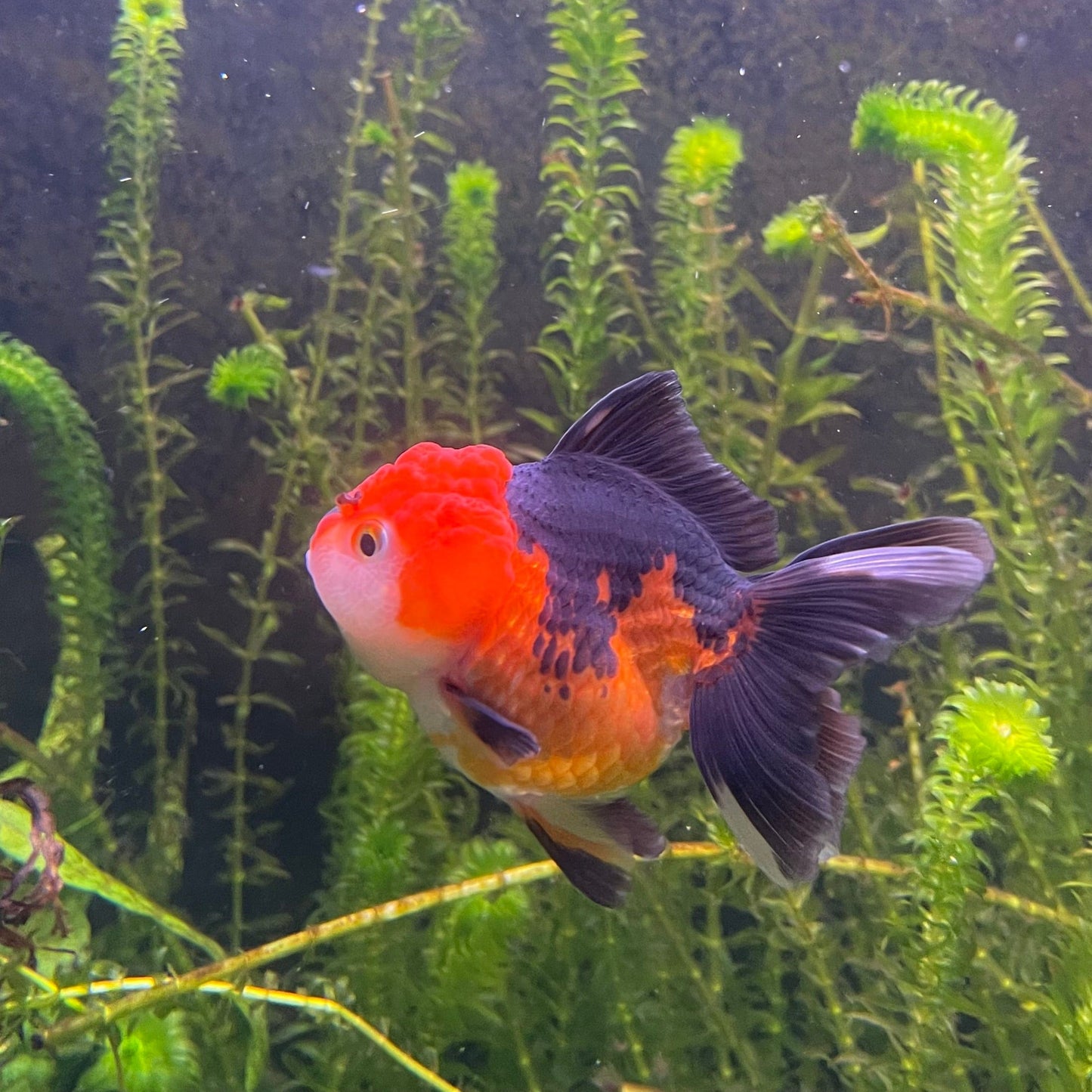 the-fish-farm Goldfish 9cm Oranda - Tri Colour One Only-1 Tri Colour Oranda - The Fish Farm Australia