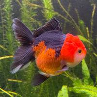 the-fish-farm Goldfish 9cm Oranda - Tri Colour One Only-1 Tri Colour Oranda - The Fish Farm Australia
