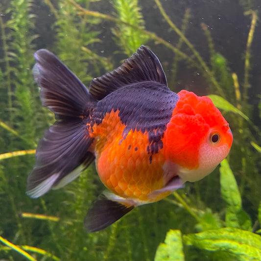 the-fish-farm Goldfish 9cm Oranda - Tri Colour One Only-1 Tri Colour Oranda - The Fish Farm Australia