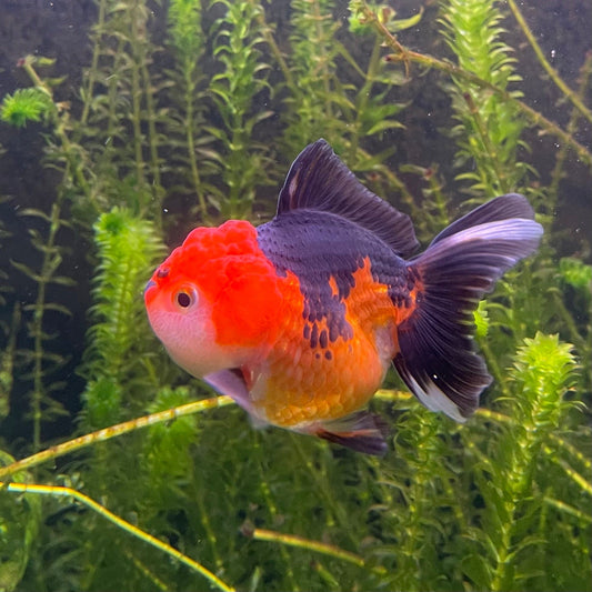 the-fish-farm Goldfish 9cm Oranda - Tri Colour One Only-1 Tri Colour Oranda - The Fish Farm Australia