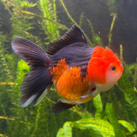 the-fish-farm Goldfish 9cm Oranda - Tri Colour One Only-1 Tri Colour Oranda - The Fish Farm Australia