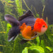 the-fish-farm Goldfish 9cm Oranda - Tri Colour One Only-1 Tri Colour Oranda - The Fish Farm Australia