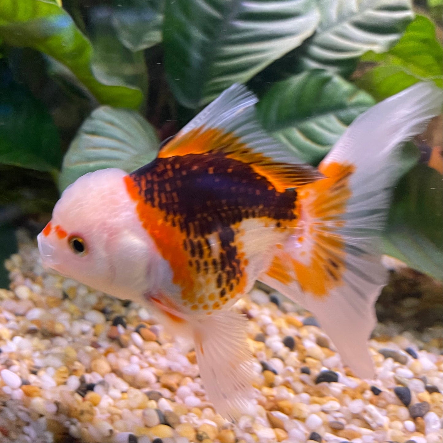 the-fish-farm Goldfish 9cm Oranda - Tri Colour One Only-1 Tri Colour Oranda - The Fish Farm Australia