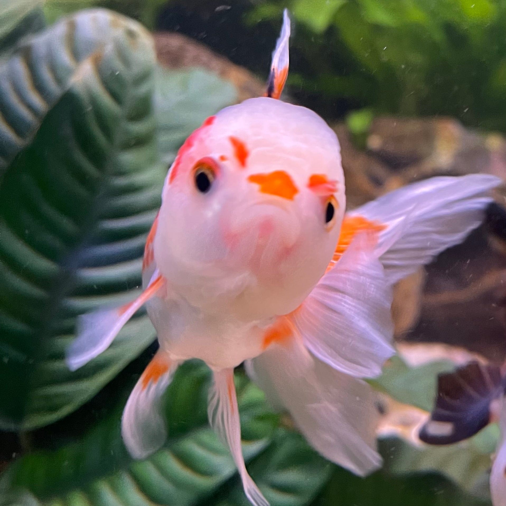 the-fish-farm Goldfish 9cm Oranda - Tri Colour One Only-1 Tri Colour Oranda - The Fish Farm Australia