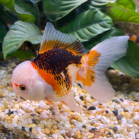 the-fish-farm Goldfish 9cm Oranda - Tri Colour One Only-1 Tri Colour Oranda - The Fish Farm Australia