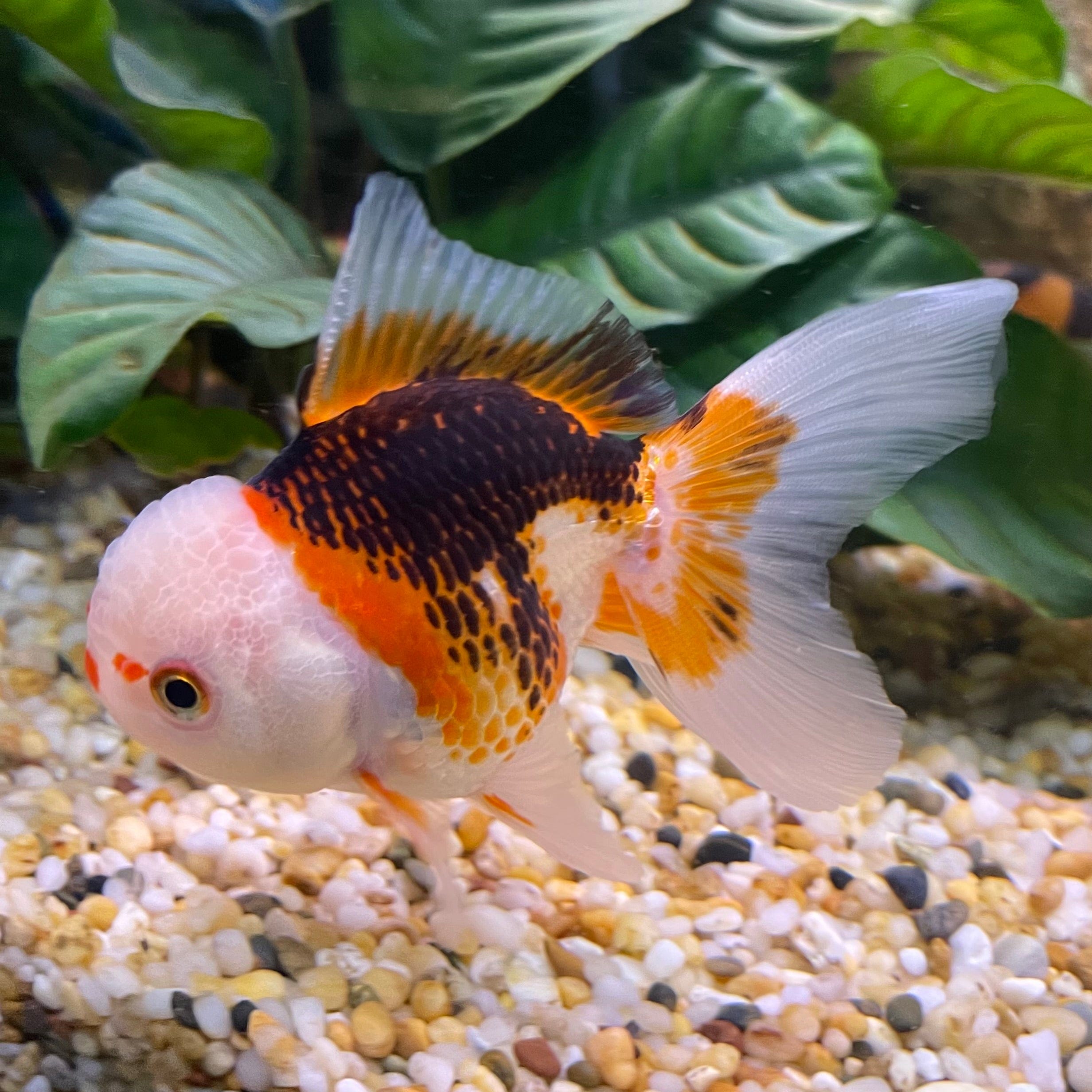 the-fish-farm Goldfish 9cm Oranda - Tri Colour One Only-1 Tri Colour Oranda - The Fish Farm Australia