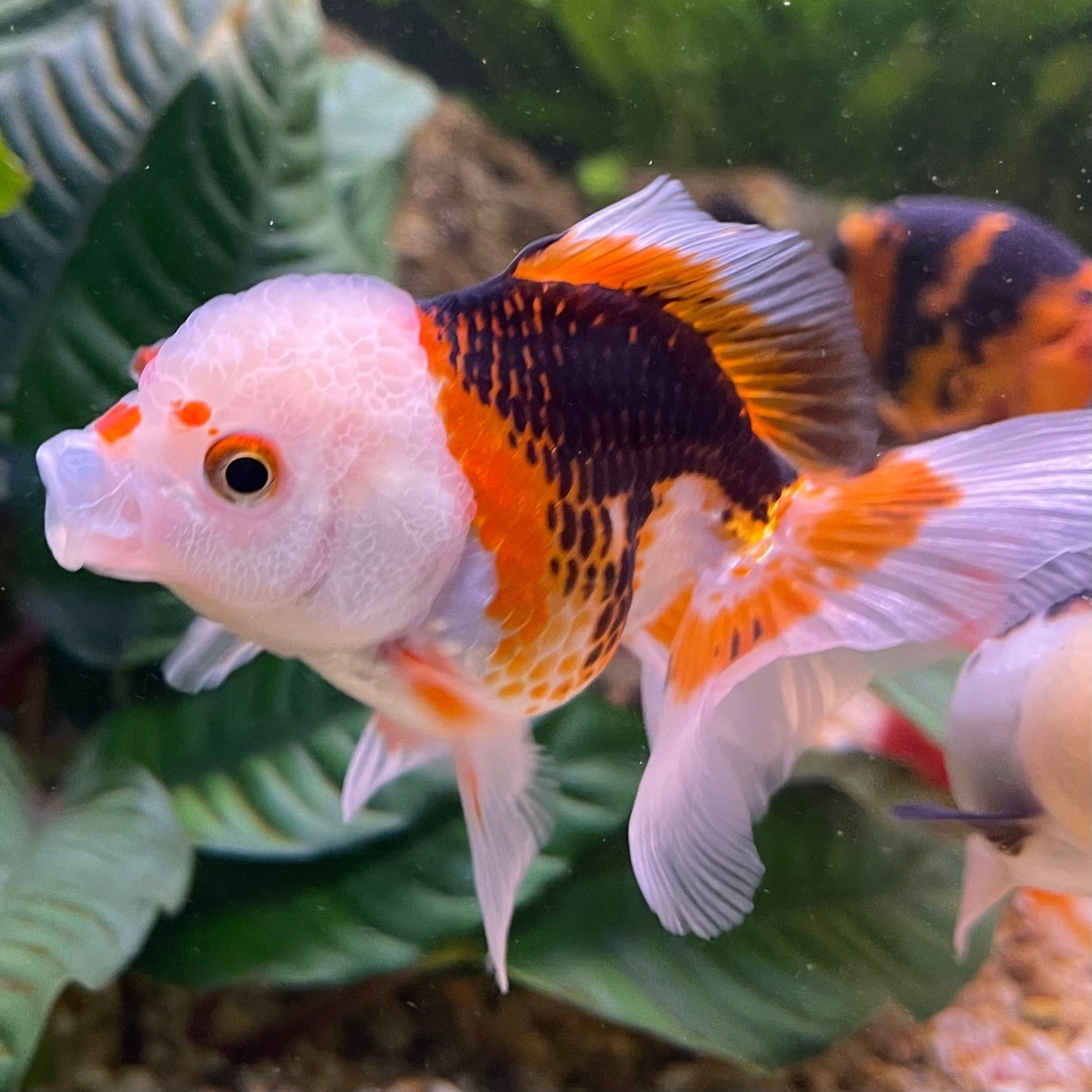 the-fish-farm Goldfish 9cm Oranda - Tri Colour One Only-1 Tri Colour Oranda - The Fish Farm Australia