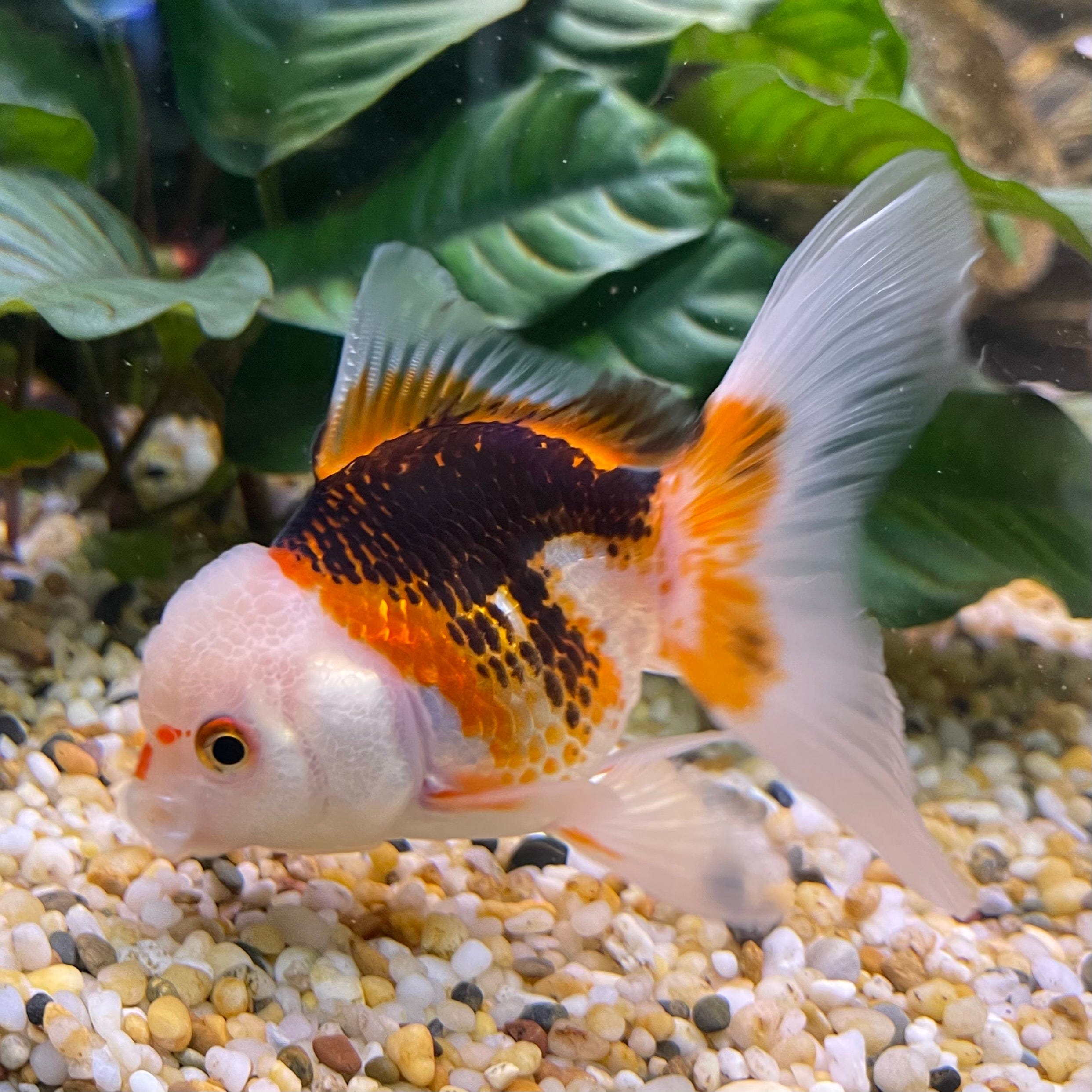 the-fish-farm Goldfish 9cm Oranda - Tri Colour One Only-1 Tri Colour Oranda - The Fish Farm Australia