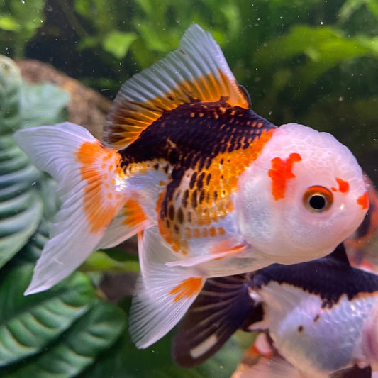 the-fish-farm Goldfish 9cm Oranda - Tri Colour One Only-1 Tri Colour Oranda - The Fish Farm Australia