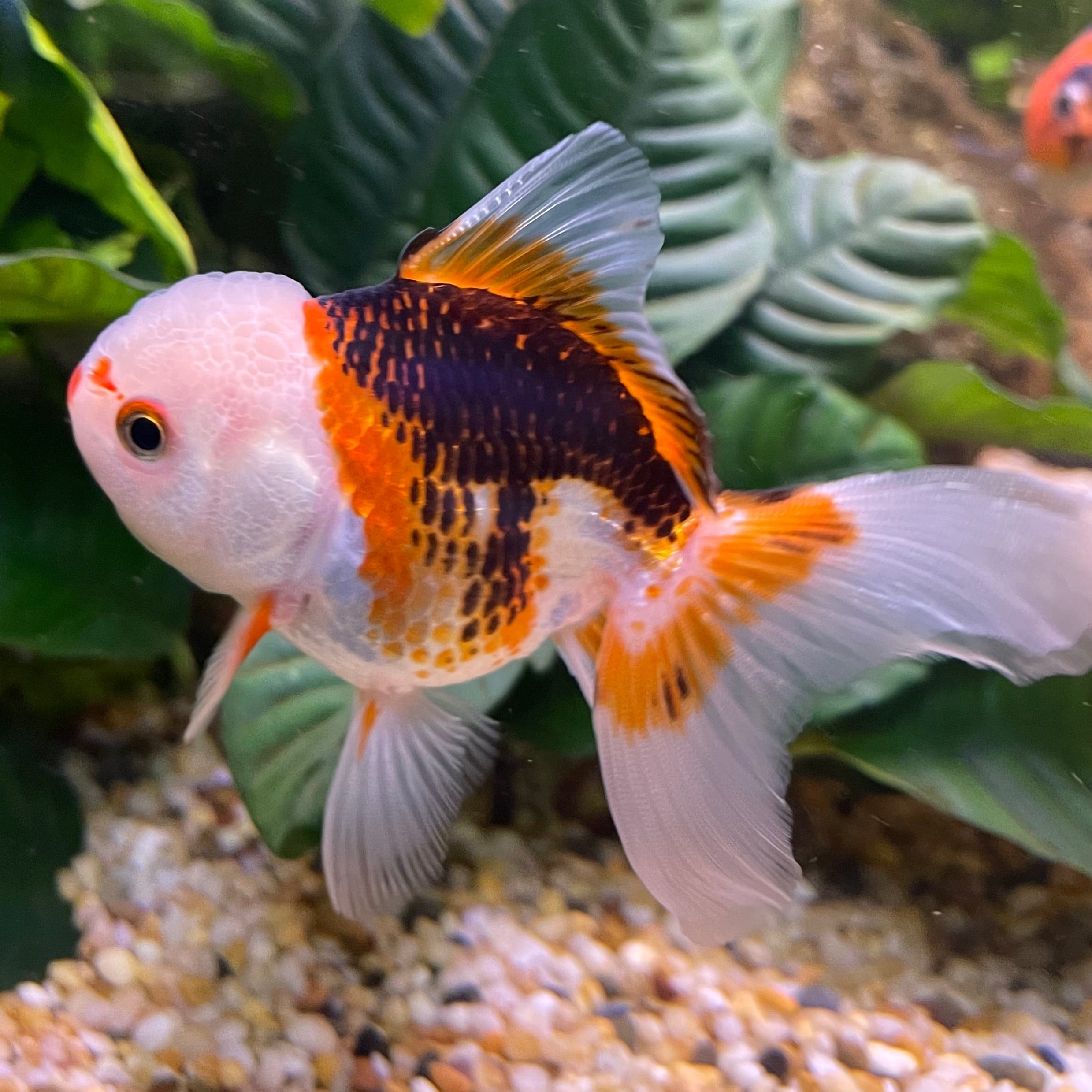 the-fish-farm Goldfish 9cm Oranda - Tri Colour One Only-1 Tri Colour Oranda - The Fish Farm Australia