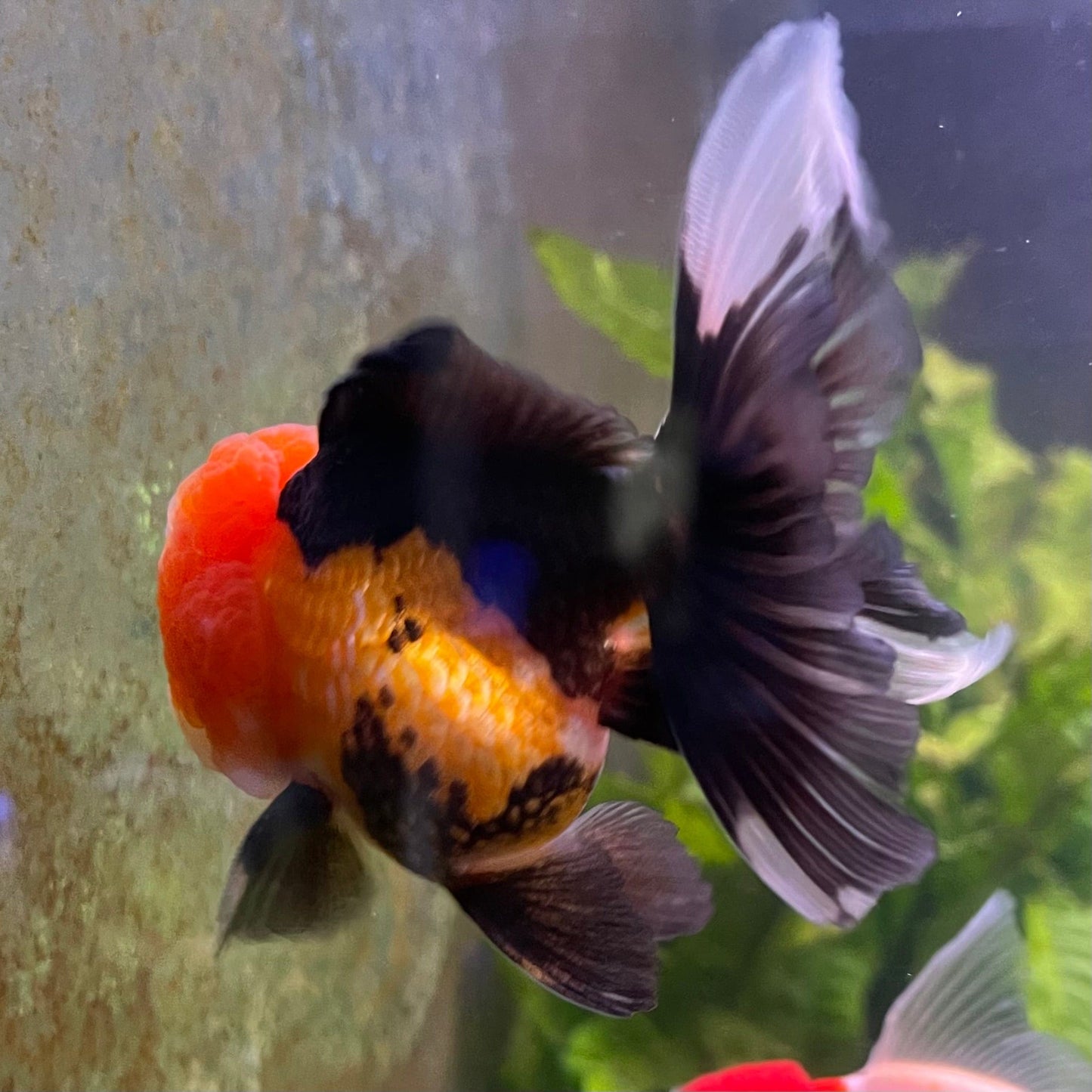 the-fish-farm Goldfish 9cm Oranda - Tri Colour One Only-1 Tri Colour Oranda - The Fish Farm Australia