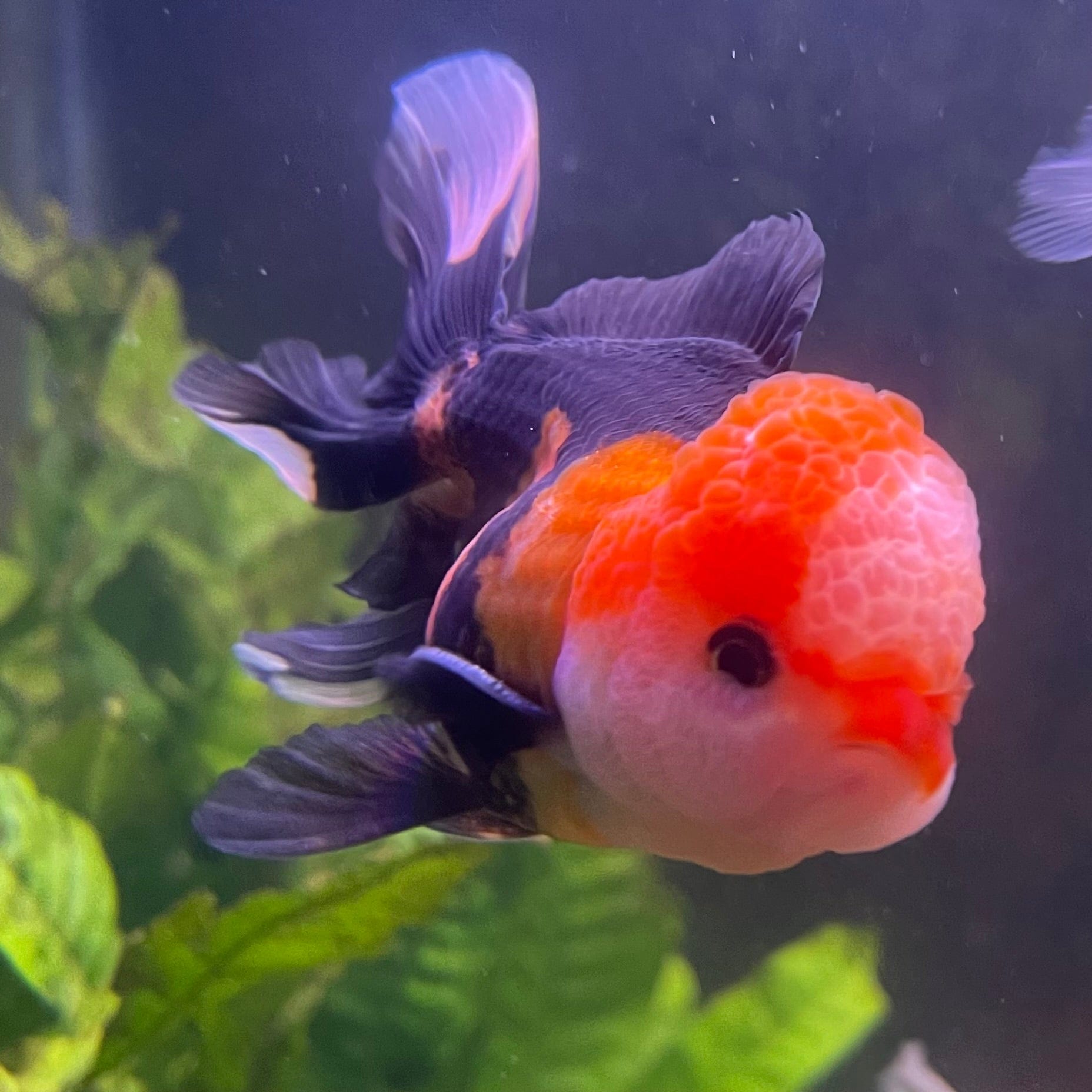 the-fish-farm Goldfish 9cm Oranda - Tri Colour One Only-1 Tri Colour Oranda - The Fish Farm Australia