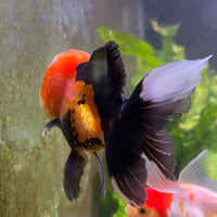 the-fish-farm Goldfish 9cm Oranda - Tri Colour One Only-1 Tri Colour Oranda - The Fish Farm Australia