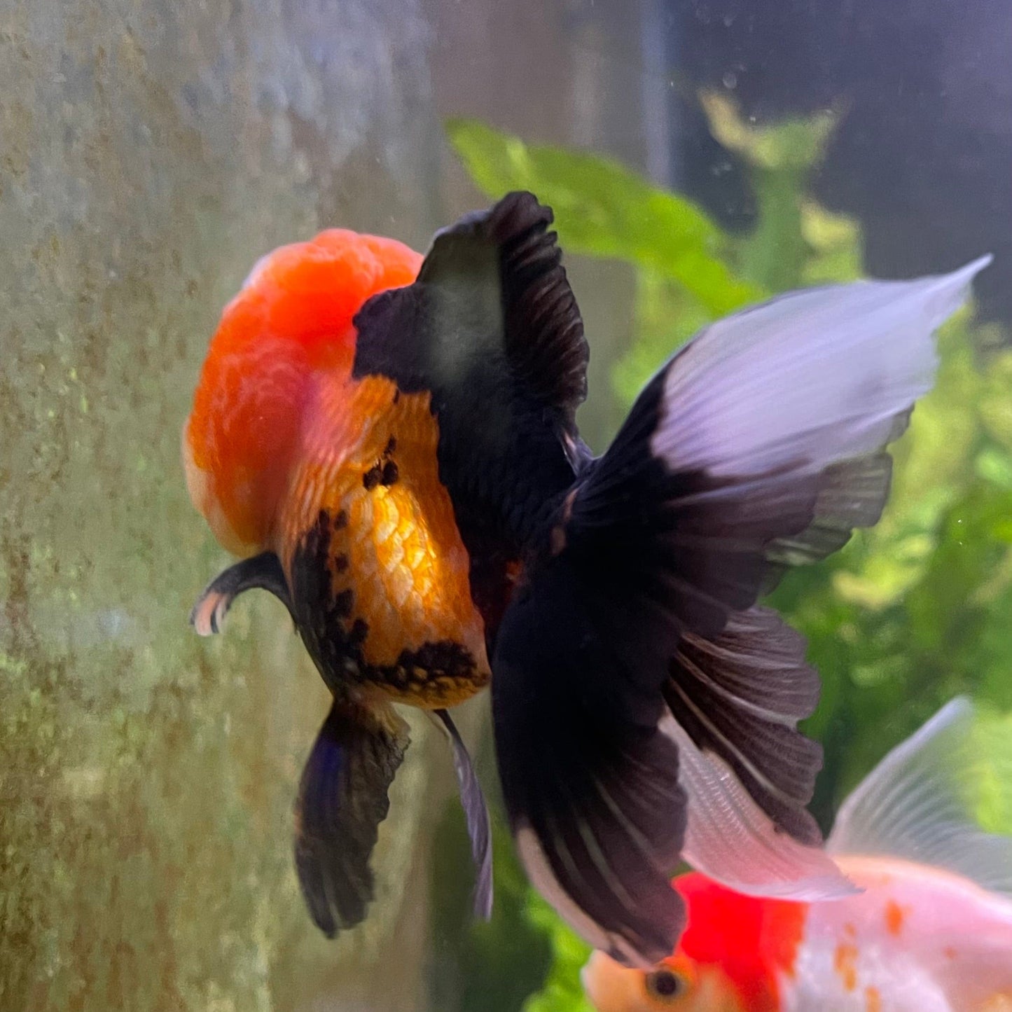 the-fish-farm Goldfish 9cm Oranda - Tri Colour One Only-1 Tri Colour Oranda - The Fish Farm Australia