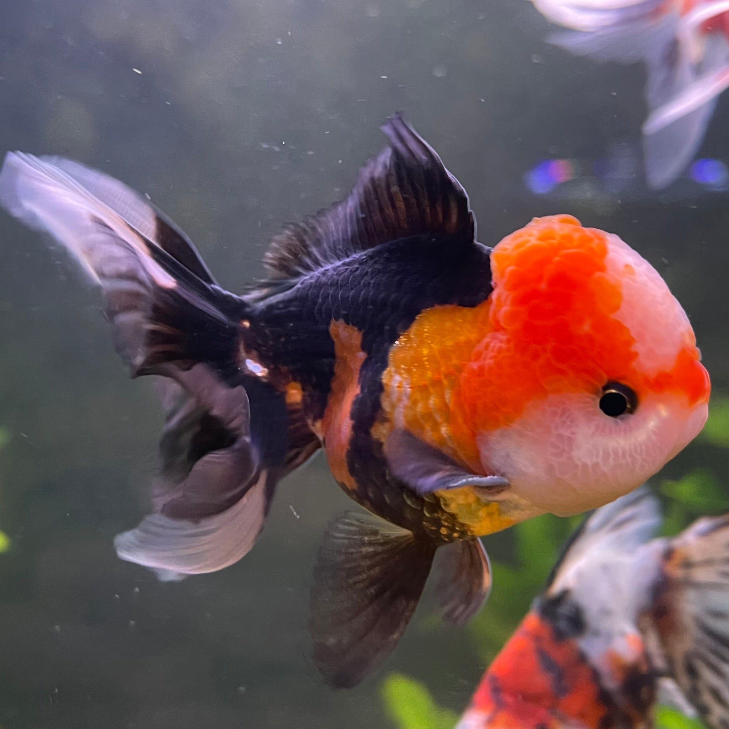 the-fish-farm Goldfish 9cm Oranda - Tri Colour One Only-1 Tri Colour Oranda - The Fish Farm Australia