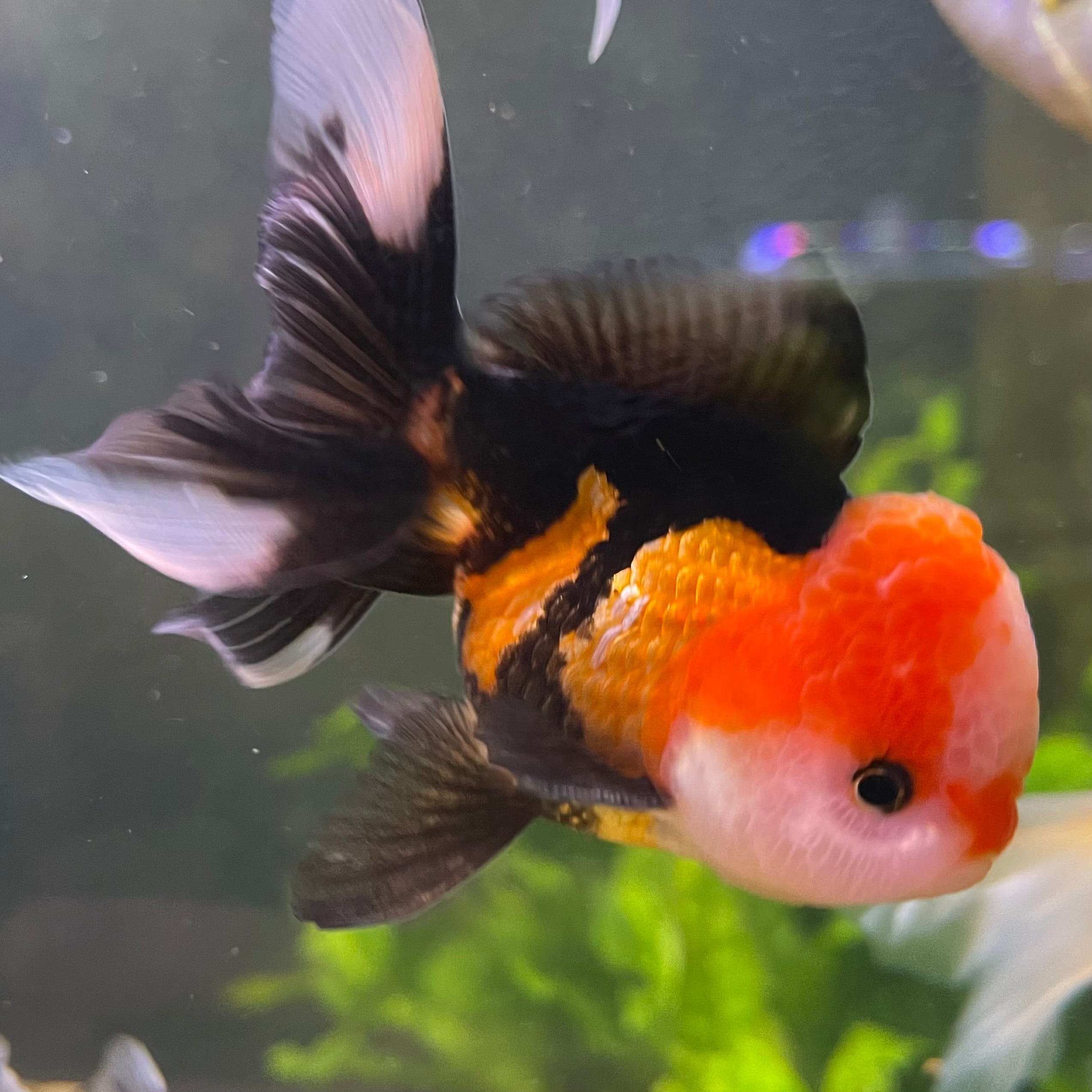 the-fish-farm Goldfish 9cm Oranda - Tri Colour One Only-1 Tri Colour Oranda - The Fish Farm Australia