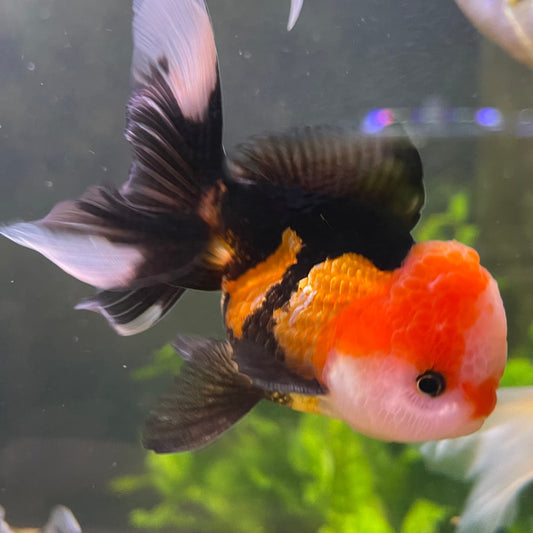 the-fish-farm Goldfish 9cm Oranda - Tri Colour One Only-1 Tri Colour Oranda - The Fish Farm Australia