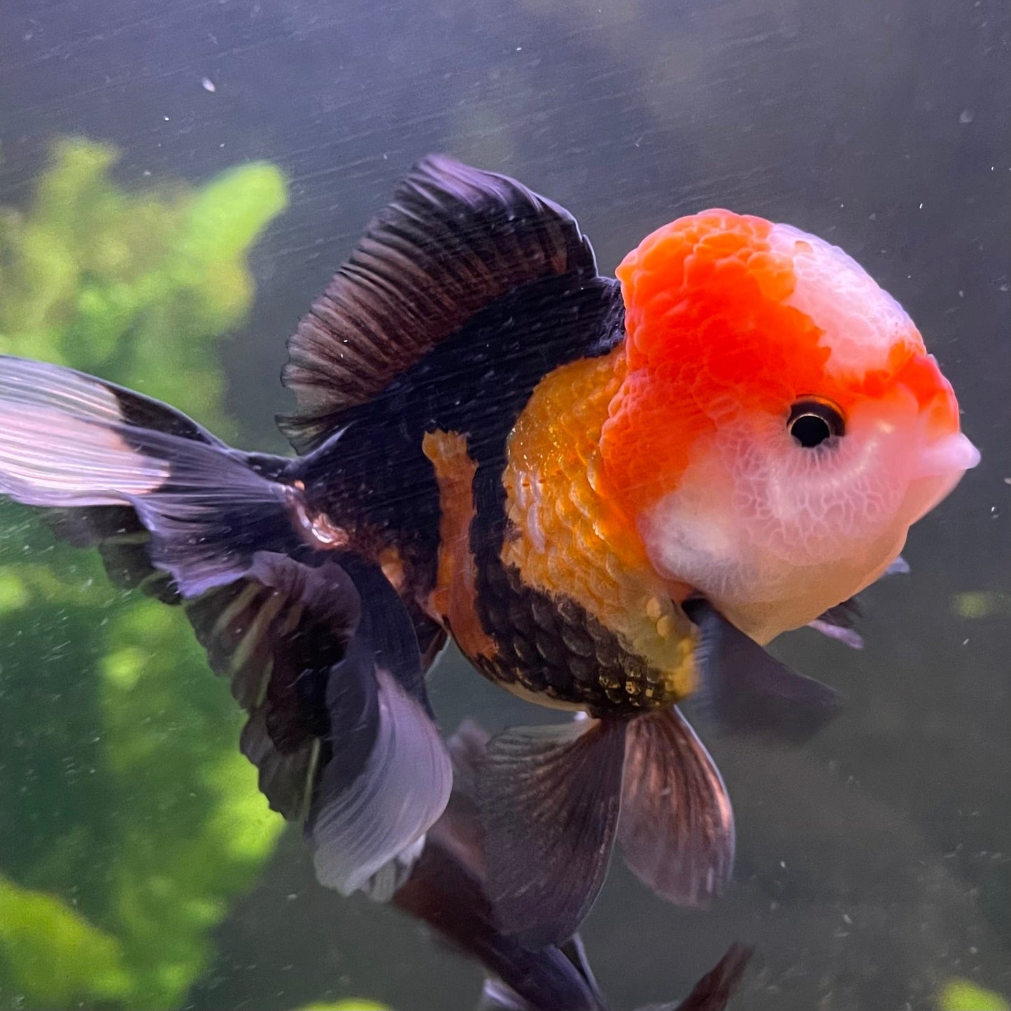 the-fish-farm Goldfish 9cm Oranda - Tri Colour One Only-1 Tri Colour Oranda - The Fish Farm Australia